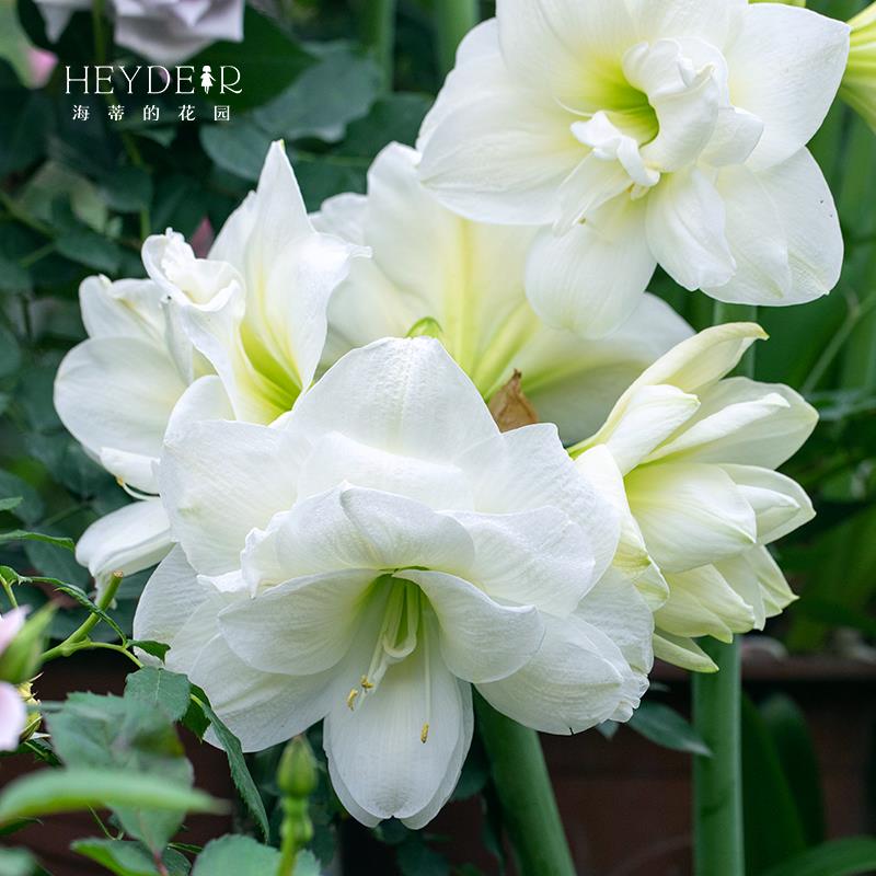 朱顶红阿弗雷花孔雀种球类花卉进口朱顶红阳台花园盆栽