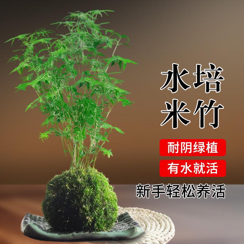 米竹水培苔藓球植物室内盆栽微观盆景凤尾竹观音竹观赏竹子小米竹
