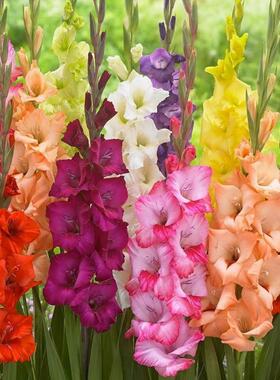 剑兰花球多年花卉盆栽十三太保唐菖蒲绿色植物庭院室外四季种植