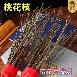 带花水培桃花枝树干枝红梅珍珠李鲜花室内花卉盆栽鲜切水养绿植物