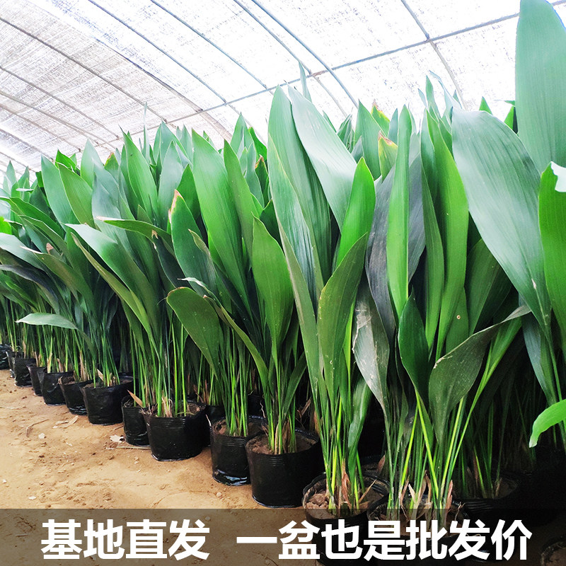 四季常青客厅易养活观叶植物一叶兰盆栽绿植物室内净化空气万年青图片