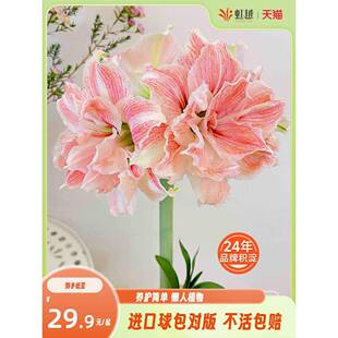 虹越荷兰朱顶红进口重瓣种球大南非鬼魅阿弗雷花孔雀玫瑰花漾精灵