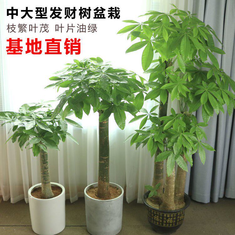 发财树盆栽大室内客厅办公室四季常青植物开业招财发才树大型绿植