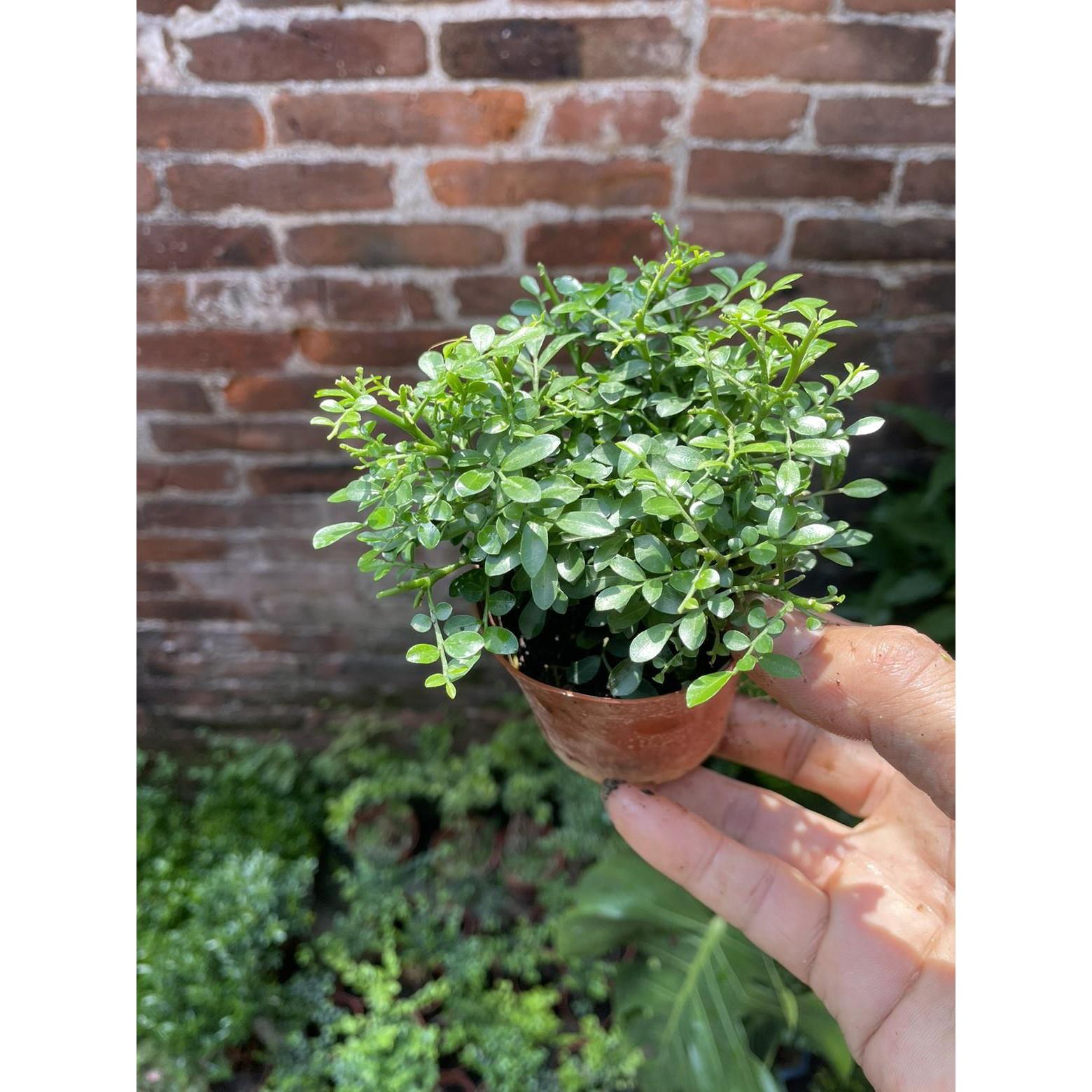 小叶九里香造型提根老桩盆栽掌上微盆景迷你小绿植