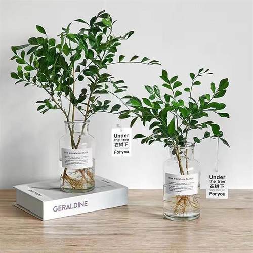 九里香盆栽花卉植物四季常青夏季开花水培室内阳台办公桌绿植花卉