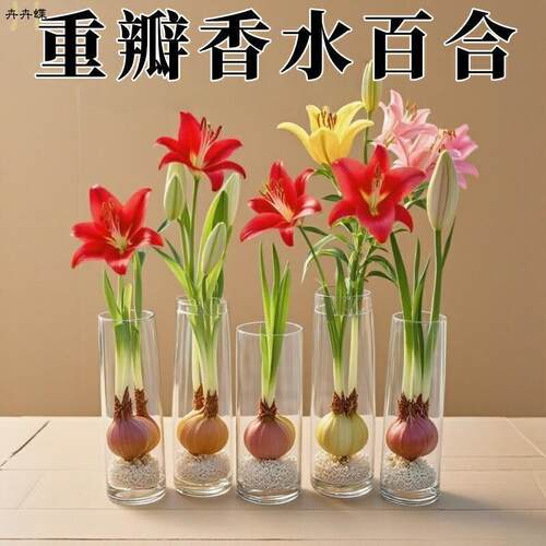 香水百合重瓣大花浓香型水