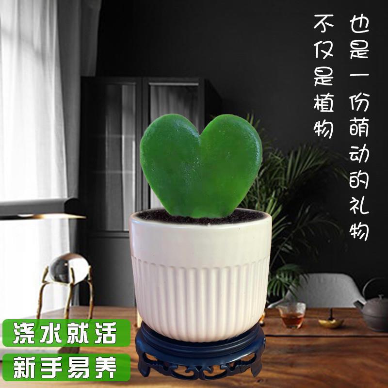 一片心盆栽心叶球兰多肉植物桌面小盆景治愈系仙人掌净化空气绿植