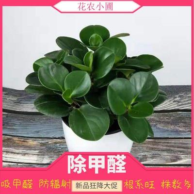 豆瓣绿植物盆栽室内花水培碧玉绿植好养活四季幼儿园盆栽易活花卉