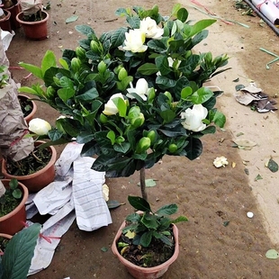 好养 独杆栀子花盆栽花卉室内阳台植物水培绿植浓香型老桩树苗四季