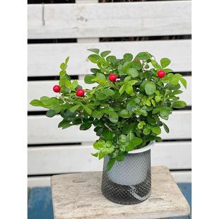 木本九里香盆栽花 七里香 过山香 芳香小花卉盆栽 耐寒露天植物