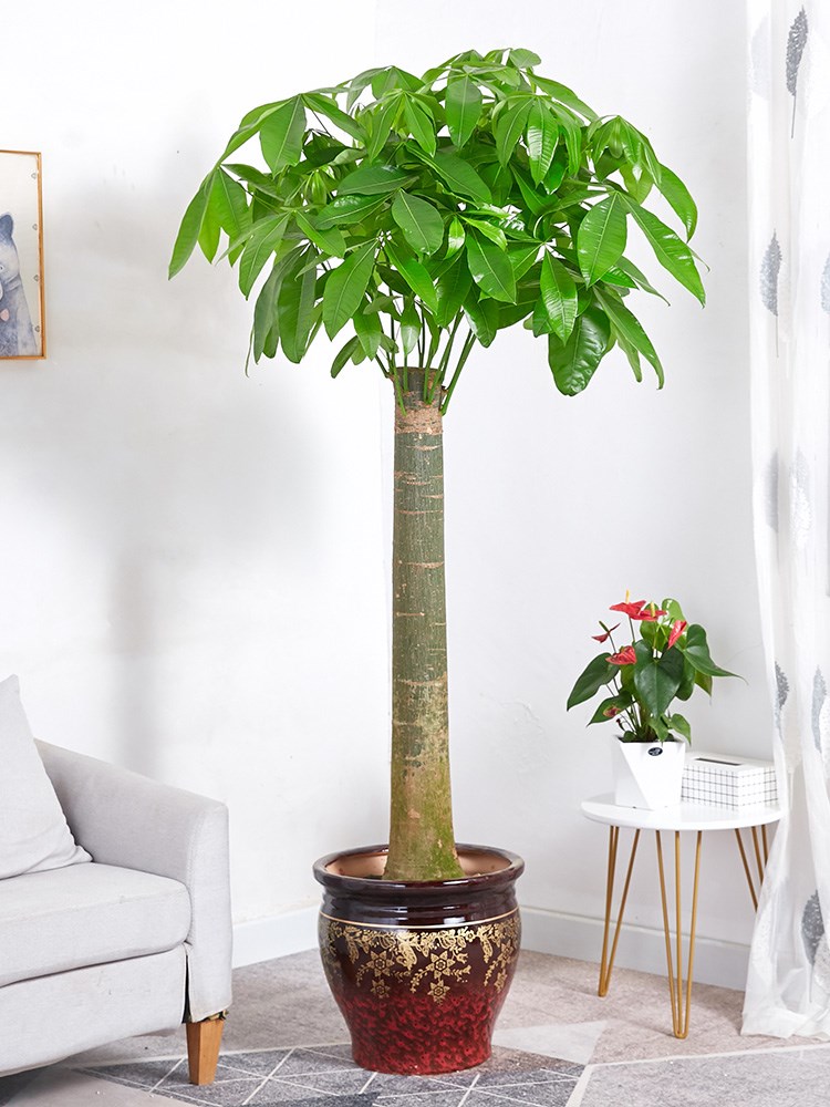 发财树盆栽单杆树桩办公室家居招