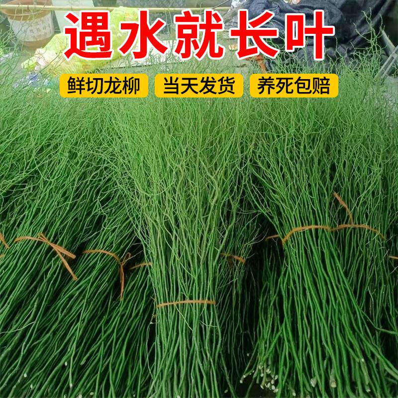 水培植物龙柳鲜枝切花水培