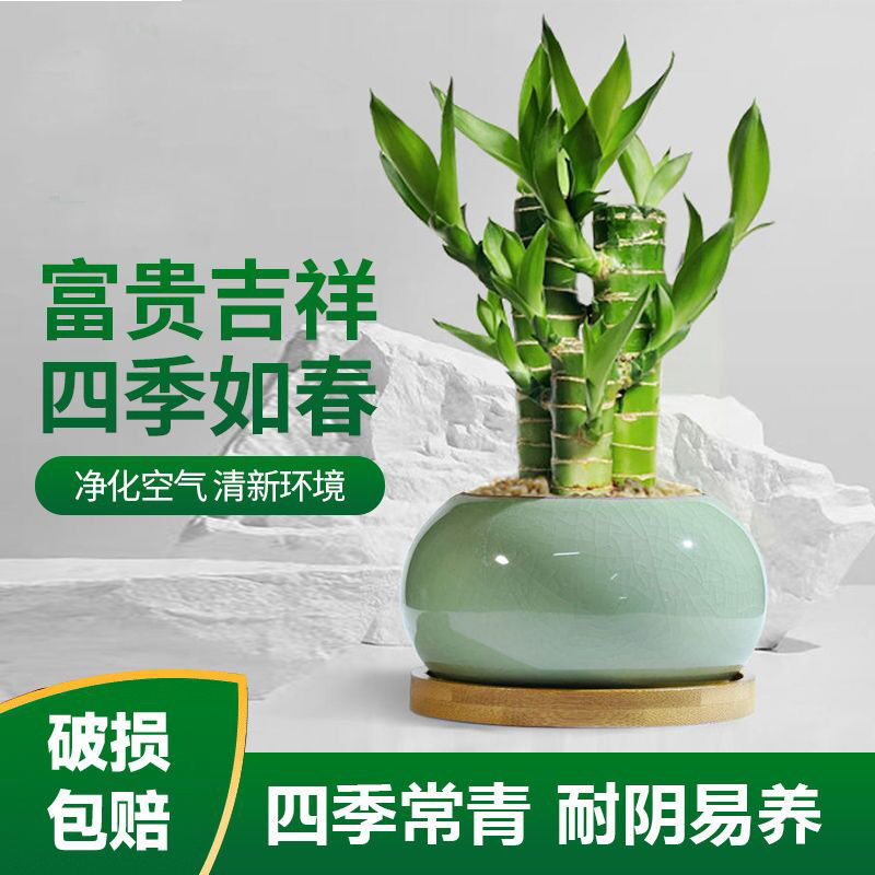 富贵竹植物迷你盆栽室内办公室好养文昌竹绿植四季常青节节高花卉