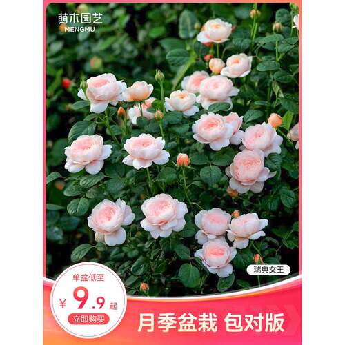 萌木园艺月季花苗盆栽果汁阳台爬藤粉龙沙宝石黑巴克蓝莓蛋糕艾莎