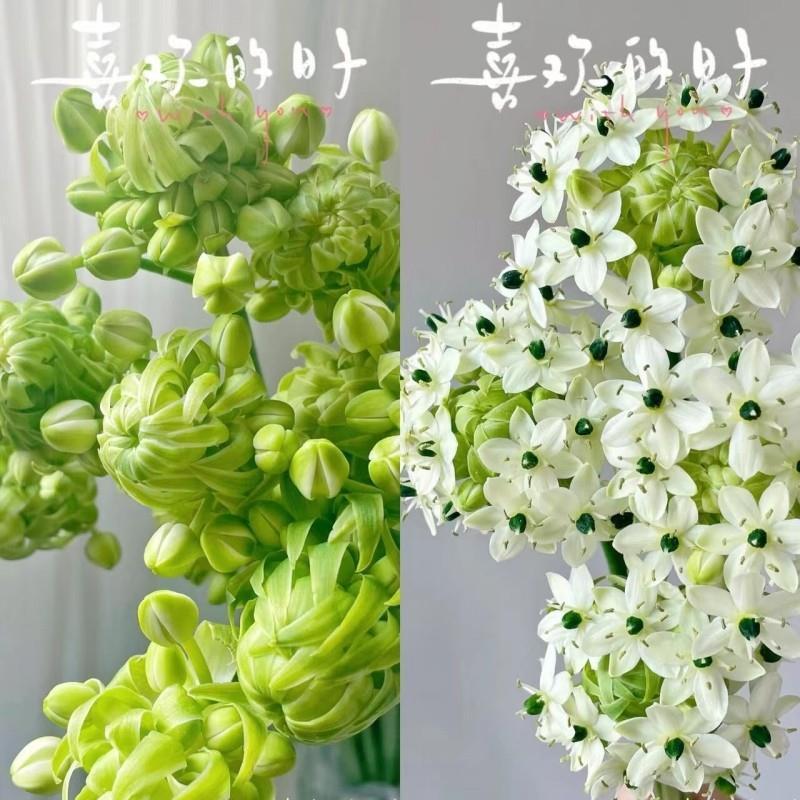 天鹅绒种球耐寒耐热多年生图片