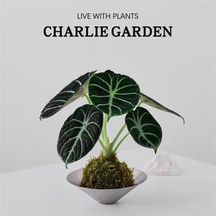 黑天鹅苔藓球办公室内桌面绿植花卉盆栽植物软装节日送礼解压好养