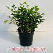 九里香盆栽室内外驱蚊草清香植物客厅办公桌阳台绿植净化空气花卉
