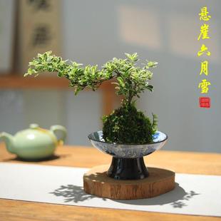 悬崖六月雪小盆栽苔藓球室内桌面盆景书房茶室禅意绿植客厅植物
