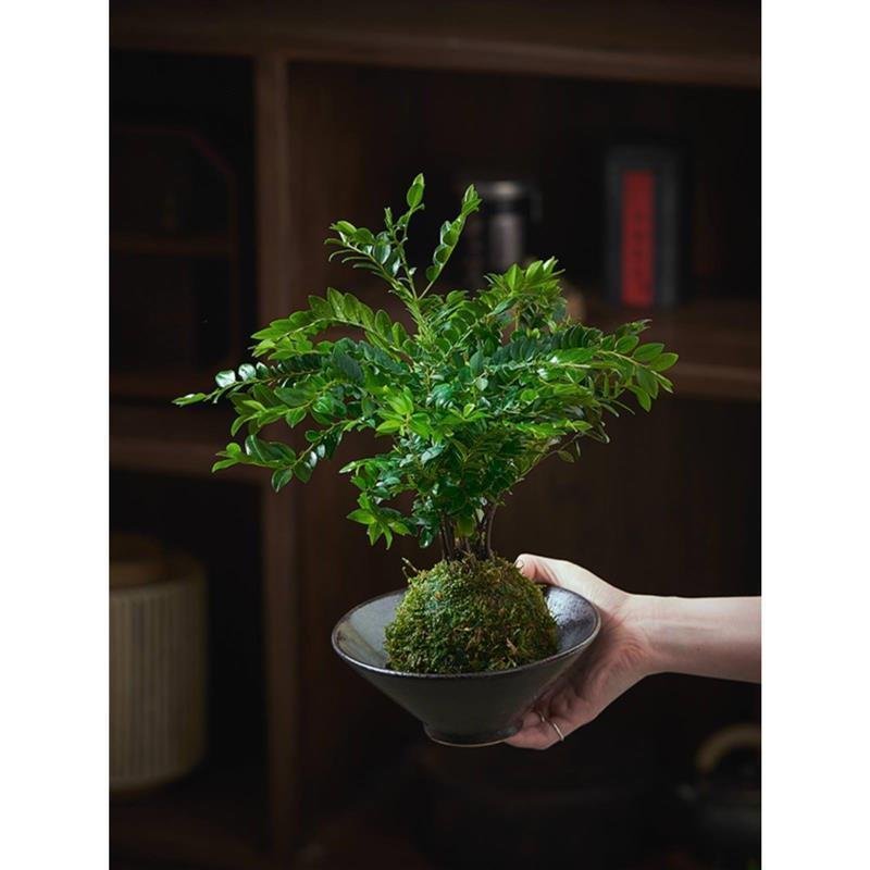 小叶紫檀苔藓球中式禅意盆