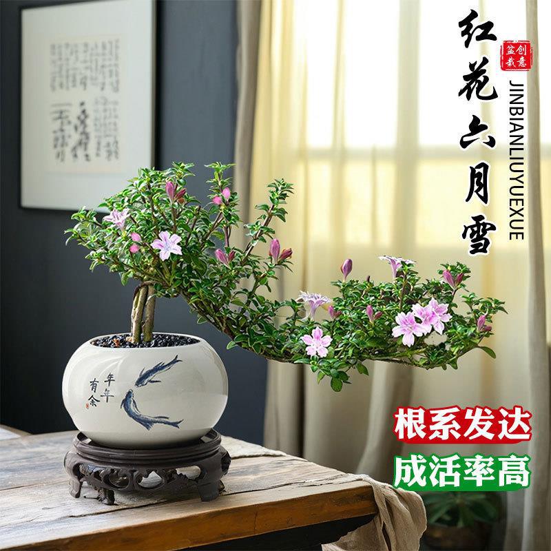 金边六月雪悬崖飘枝红花禅意桌面盆栽办公室内绿植客厅花卉盆景