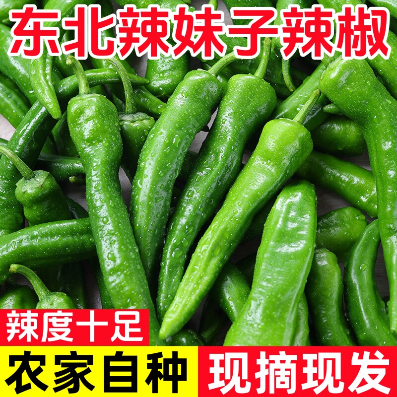 东北辣妹子剁椒辣椒超辣特辣薄皮辣椒笨辣椒青椒蔬菜农家青辣椒
