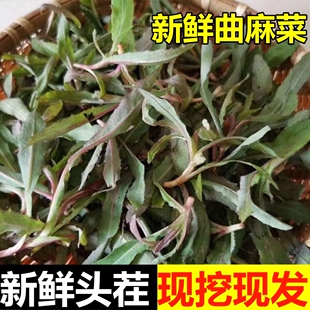 曲麻菜新鲜山东苦麻菜苗东北蘸酱菜苦菜野菜苣荬菜现挖曲曲菜新鲜