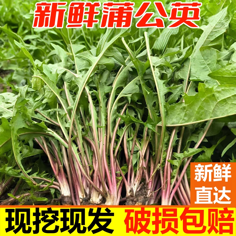新鲜蒲公英现挖婆婆丁山野菜苦菜苦麻子新鲜山菜特产蘸酱菜包邮