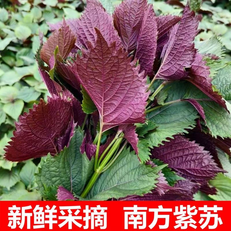 紫苏叶新鲜食用去腥提鲜