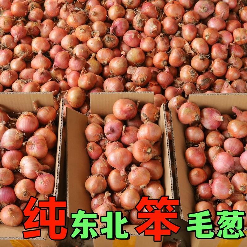 东北毛葱头新鲜迷你红圆葱