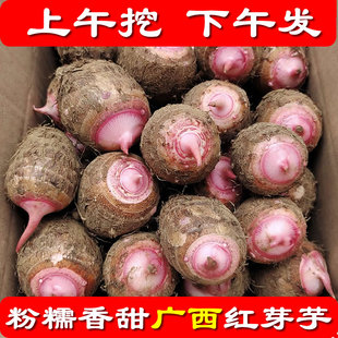 红芽芋头广西红牙山芋农家小芋仔2025早季芋艿新鲜毛芋粉濡香甜赞