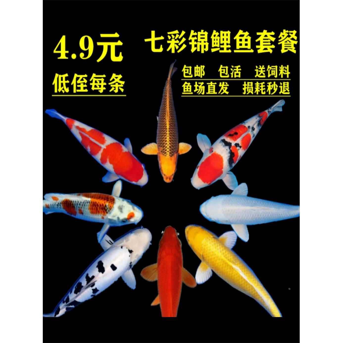 锦鲤鱼苗观赏鱼活体冷水纯种锦鲤红鲤鱼淡水小型好养耐活宠物金鱼