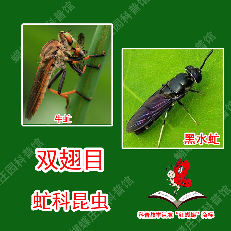 t牛虻昆虫黑水教学儿童目虻双翅昆虫