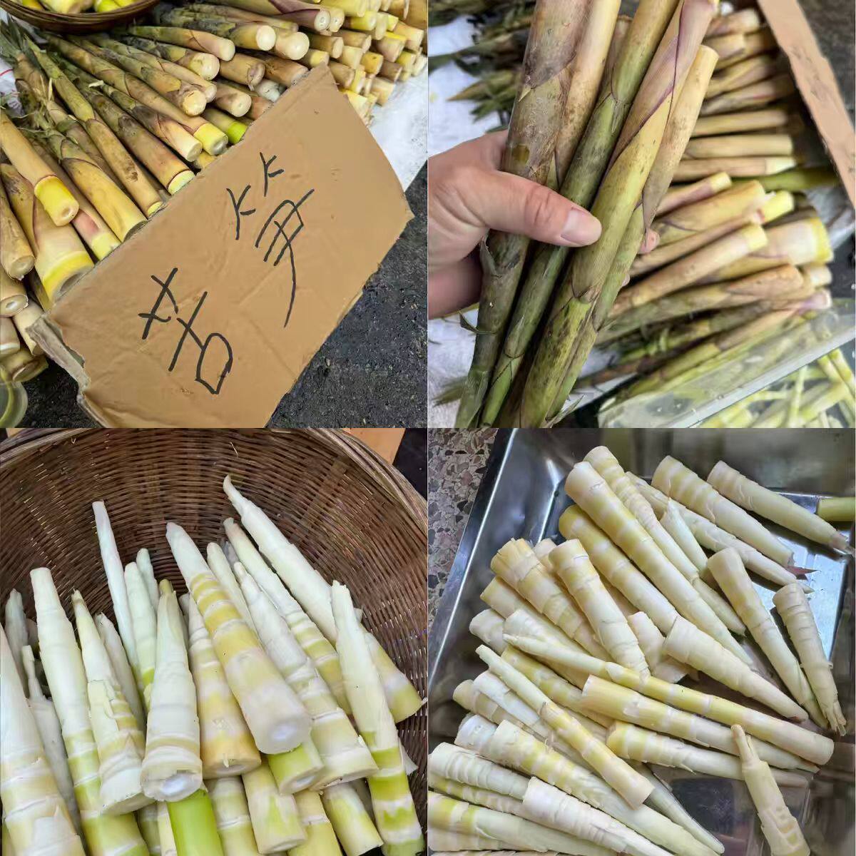 苦笋水煮清汁笋新鲜现挖农家野生笋农家苦竹客家炖汤下火竹笋