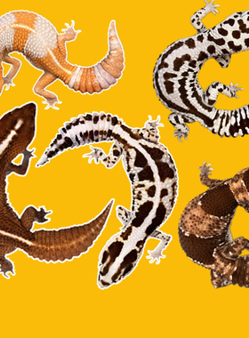 肥尾守宫蜥蜴稀罕懒人养的宠物桌面罕见原色奶牛奥利奥爬宠小型好