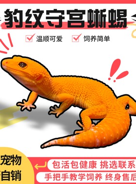 豹纹守宫蜥蜴迷你宠物适合小孩子养的活物小学生小型懒人随身儿童