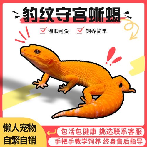 豹纹守宫蜥蜴迷你宠物