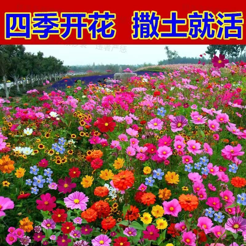 四季开花野花组合花种子波斯菊格桑百日草花种庭院阳台花籽易活