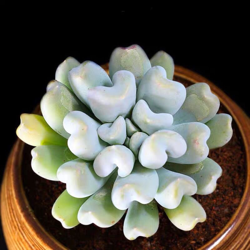 速发盆玉莲多肉植物丘比特萌心型精合特栽创意绿植花卉  雪组灵