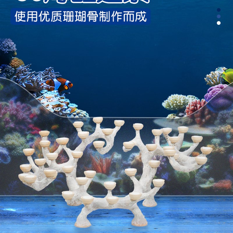 速发幽影0免爆藻海印缸培景水尼爪哇石造景无硅酸盐现货造菌海缸