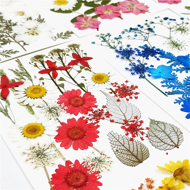 速发真花花树绿叶材料瓣朵叶标本贴花 幼儿园手工制作春天花真素