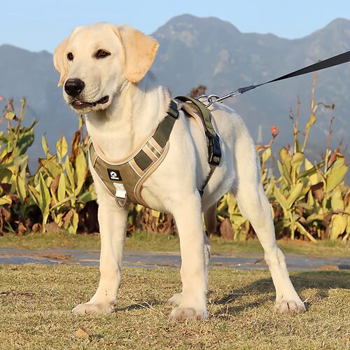 福莱希蒙淼狗狗牵引绳中型犬狗背带柯基胸背遛狗金毛拉布拉多胸背