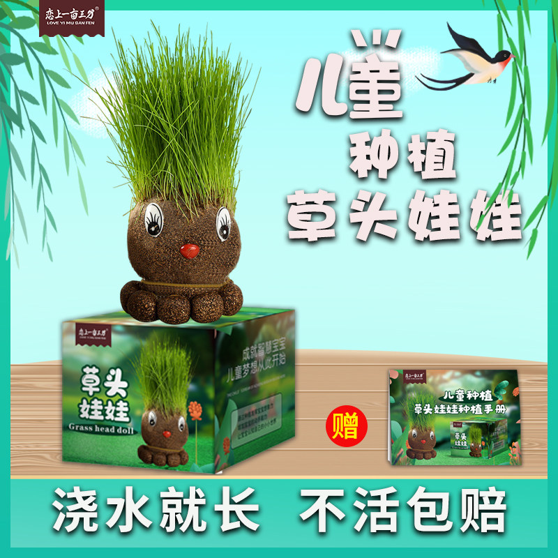 头上长草娃娃草头娃娃幼儿园儿童种植植物小盆栽观察植物发芽成长