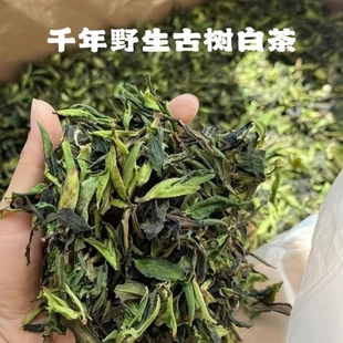 2025年越南河江千年野生古树白茶 传统古法阴干日晒工艺 野韵清香