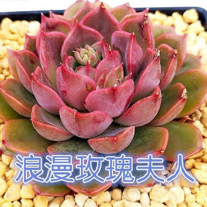 新手领养多肉植物组合套餐可爱多肉桌面室内多肉超萌整箱桃蛋
