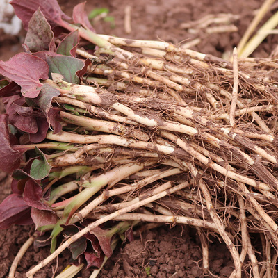 野折耳根四川特产新鲜折耳根嫩叶凉拌菜贵州野蔬菜现挖鱼腥草包邮