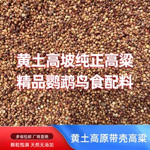 西北黄土高原带壳红高粱鹦鹉鸟食专用粮颗粒饱满无添加厂家直发