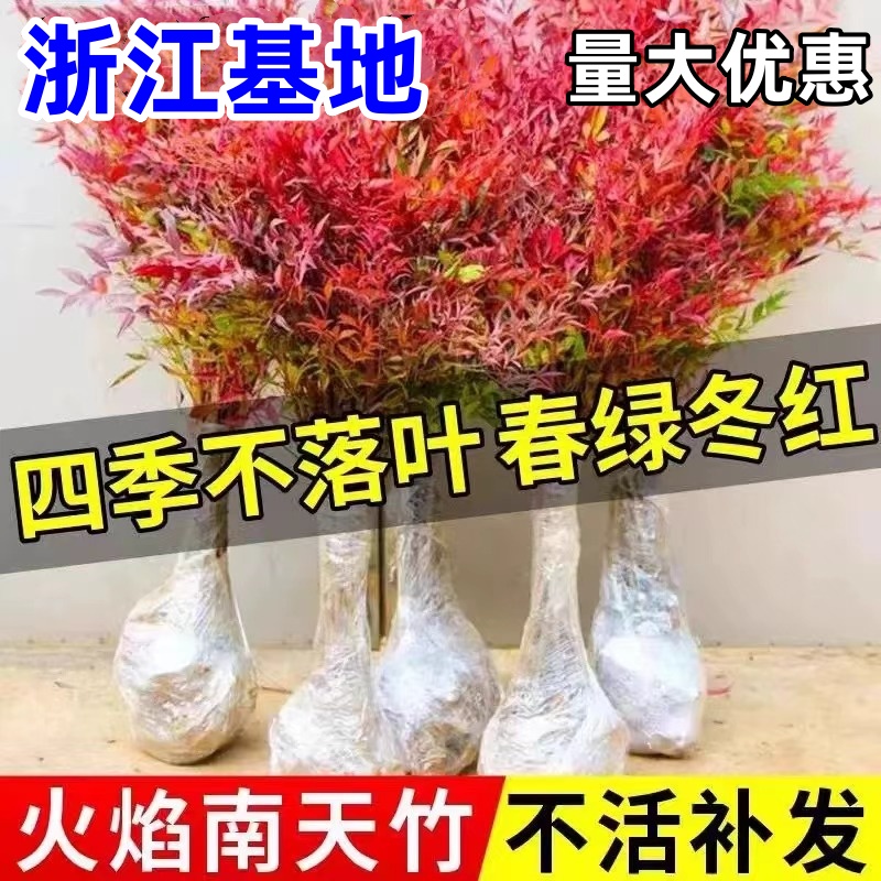 南天竹盆栽树苗火焰南天竹室内老桩盆景庭院观叶花卉绿植红南天竹