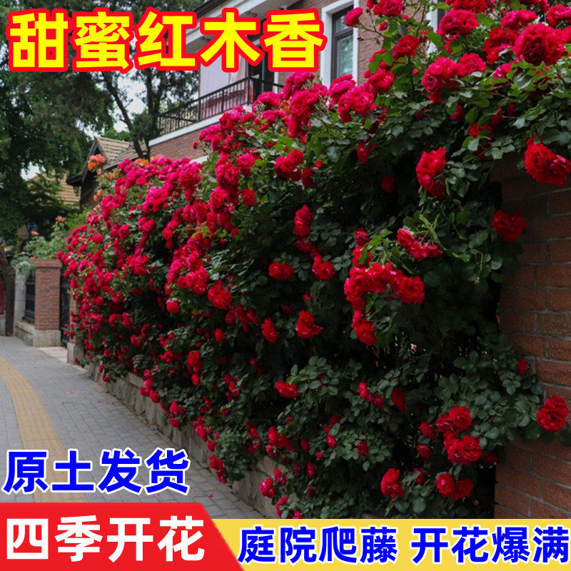 黄白红木香花苗盆栽庭院爬藤植物
