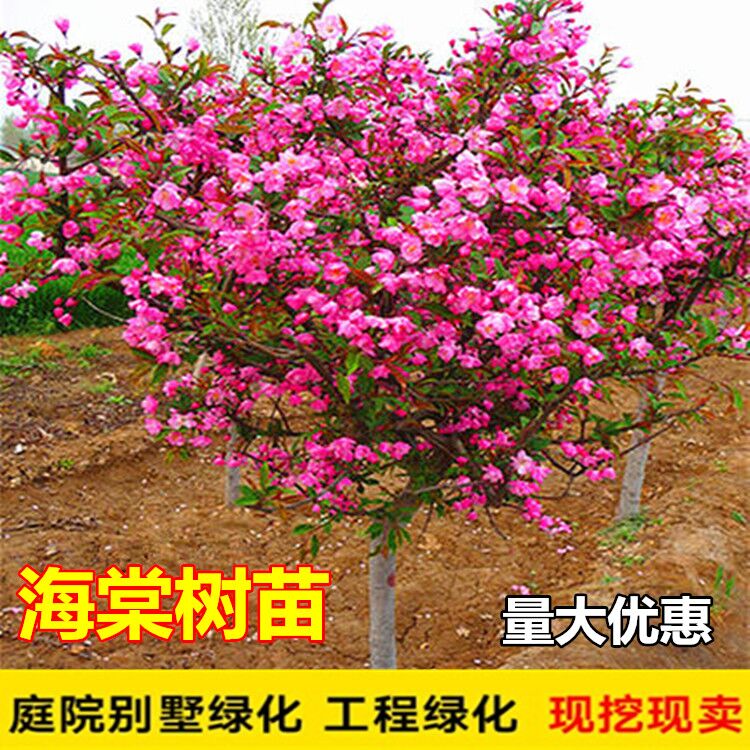 海棠树苗西府海棠花苗垂丝北美海棠开花植物四季盆栽花卉阳台庭院