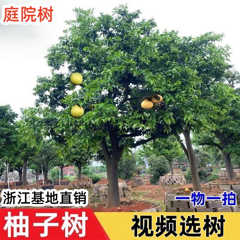 特大柚子树红心蜜柚树庭院造景香泡胡柚 香橼树苗别墅绿化